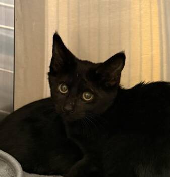 Corn Chip -  Domestic Short Hair Cat for Adoption in Golden, Colorado - Corn Chip | PetCurious