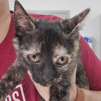 Domestic Short Hair Cats Available for Adoption - Dakota | PetCurious