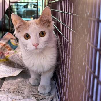Gingy -  Domestic Short Hair Cat for Adoption in Las Vegas, Nevada - Gingy | PetCurious