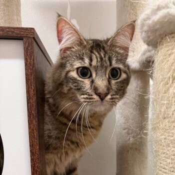 Domestic Medium Hair Cats Available for Adoption in Hemet, California - Selena | PetCurious