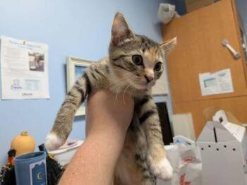 Ghoulia -  Domestic Short Hair Cat for Adoption in Chamblee, Georgia - Ghoulia | PetCurious