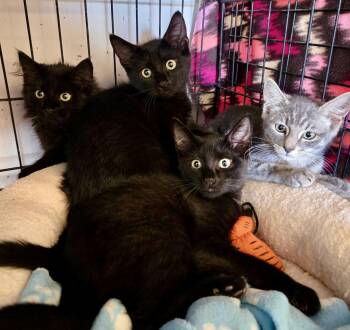 Toe White & Moana -  Domestic Short Hair Cat for Adoption in Red Bank, New Jersey - Toe White & Moana | PetCurious