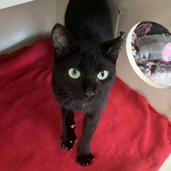 Venus -  Domestic Short Hair Cat for Adoption in Eatontown, New Jersey - Venus | PetCurious