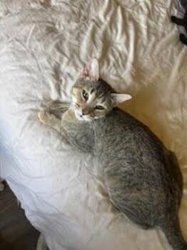 Sarah-San -  Domestic Short Hair Cat for Adoption in North Richland Hills, Texas - Sarah-San | PetCurious
