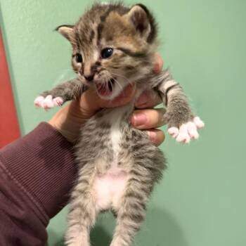 Shelly -  American Shorthair Cat for Adoption in Newberg, Oregon - Shelly | PetCurious