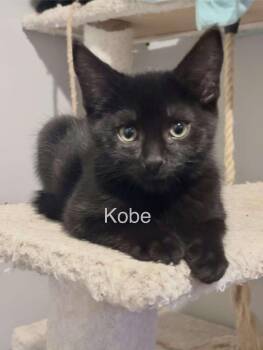 Kobe -  Domestic Short Hair Cat for Adoption in Claresholm, Alberta - Kobe | PetCurious