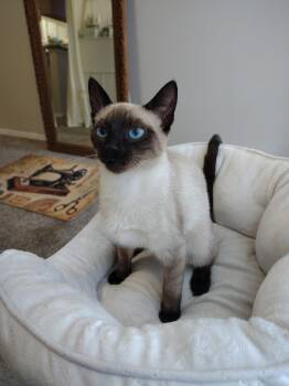 Siamese and Domestic Short Hair Cats Available for Adoption - Jenni | PetCurious