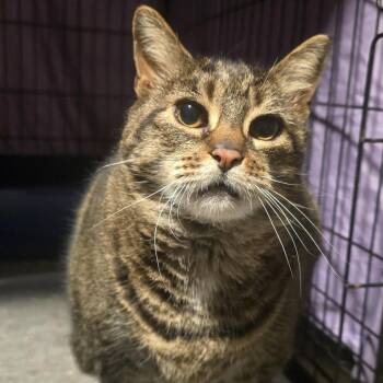 Domestic Short Hair Cats Available for Adoption in Danbury, Connecticut - Tiny | PetCurious