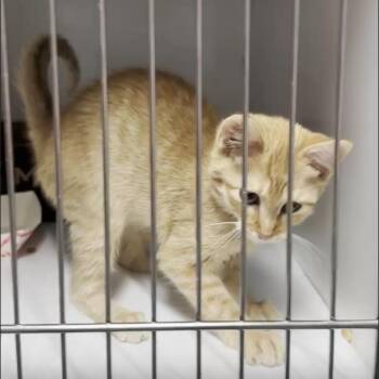 Domestic Short Hair Cats Available for Adoption in Branson, Missouri - Bruno Meows | PetCurious