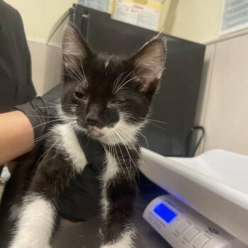 Darian -  Domestic Short Hair Cat for Adoption in Oak Park, Illinois - Darian | PetCurious