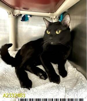 Domestic Short Hair Cats Available for Adoption in West Palm Beach, Florida - SABLE | PetCurious