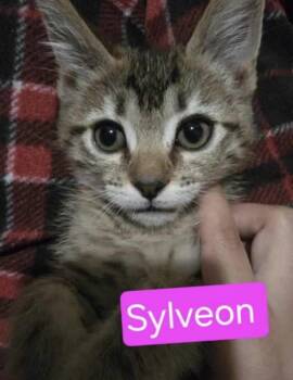 Tabby Cats Available for Adoption in Huntington Beach, California - Sylveon | PetCurious