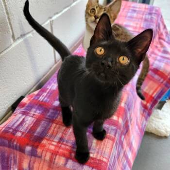 Dumbledore -  Domestic Short Hair Cat for Adoption - Dumbledore | PetCurious