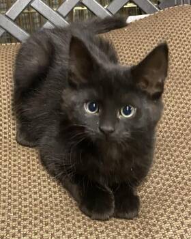 Medium Hair Kittens 2 Pair -  Domestic Medium Hair Cat for Adoption in Salem, New Hampshire - Medium Hair Kittens 2 Pair | PetCurious