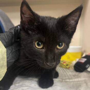 Bleu -  Domestic Short Hair Cat for Adoption in Wantagh, New York - Bleu | PetCurious