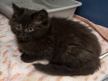 Domestic Medium Hair Cats Available for Adoption in Tracy, California - A047433 | PetCurious