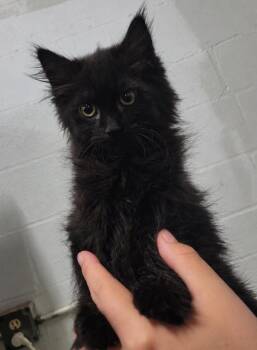 Kitten Dryer Sheet -  Domestic Long Hair Cat for Adoption in Cuyahoga Falls, Ohio - Kitten Dryer Sheet | PetCurious