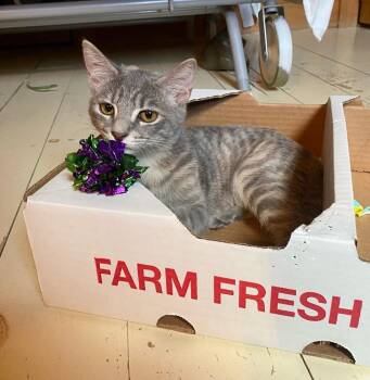Meadowsweet -  Domestic Short Hair Cat for Adoption in Gorham, Maine - Meadowsweet | PetCurious