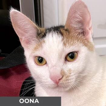 Rescue Domestic Short Hair Cats for Adoption in Toronto, Ontario - Oona | PetCurious