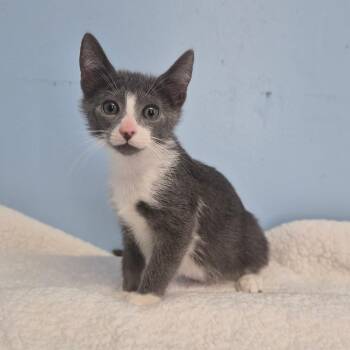 Oak -  Domestic Medium Hair Cat for Adoption in Wahiawa, Hawaii - Oak | PetCurious