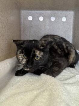 Domestic Short Hair Cats Available for Adoption - Syndra | PetCurious