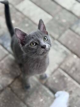 Rajah -  Domestic Short Hair Cat for Adoption - Rajah | PetCurious