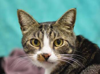 Mow Mow -  Domestic Short Hair Cat for Adoption in Portland, Oregon - Mow Mow | PetCurious