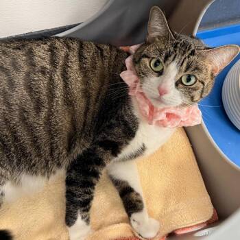 Comet -  Domestic Short Hair Cat Available for Adoption in Wantagh, New York - Comet | PetCurious