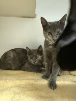 Rescue Domestic Short Hair Cats for Adoption in Atlanta, Georgia - Snickers | PetCurious