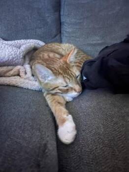 Domestic Short Hair Cats Available for Adoption in Memphis, Tennessee - Parkway | PetCurious