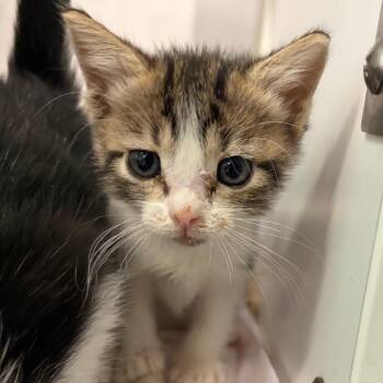 Domestic Short Hair Cats Available for Adoption in Lake Jackson, Texas - Joy | PetCurious