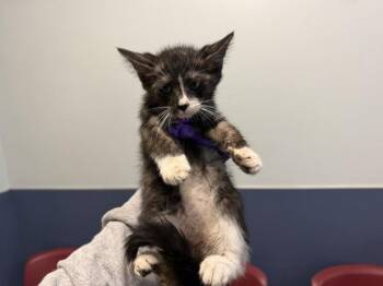 Domestic Short Hair Cats Available for Adoption in Doral, Florida - FIGARO | PetCurious
