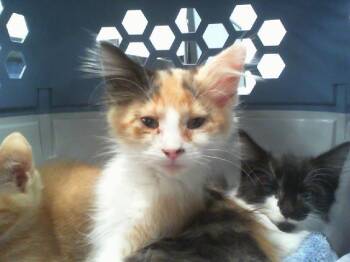 A1269088 -  Domestic Medium Hair Cat for Adoption in Charlotte, North Carolina - A1269088 | PetCurious