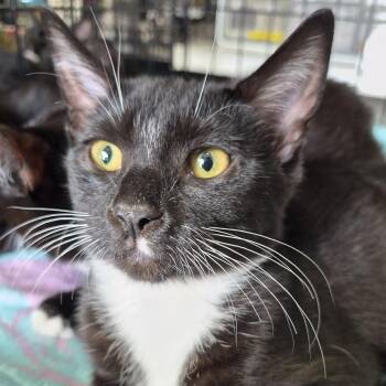 Rockhopper -  Domestic Short Hair Cat for Adoption in Eugene, Oregon - Rockhopper | PetCurious