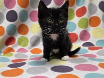 Domestic Short Hair Cats Available for Adoption in Ames, Iowa - SALAMI | PetCurious