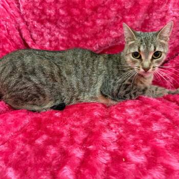 Jaffa -  Domestic Short Hair Cat for Adoption in Raleigh, North Carolina - Jaffa | PetCurious