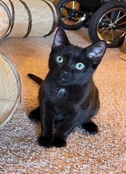 Rescue Domestic Short Hair Cats for Adoption in Eden Prairie, Minnesota - Barry | PetCurious