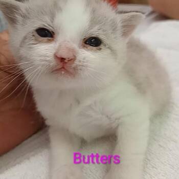 Butters -  Domestic Short Hair and Siamese Cat for Adoption in Grand Rapids, Minnesota - Butters | PetCurious