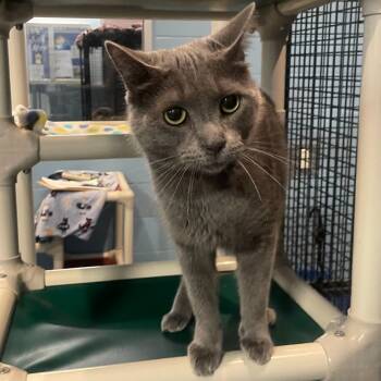 Rescue Domestic Short Hair Cats for Adoption in South Bend, Indiana - Frosty | PetCurious