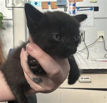 THIN MINT -  Domestic Short Hair Cat for Adoption in Dallas, Texas - THIN MINT | PetCurious