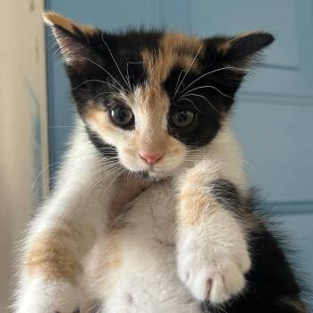 Barbie -  Domestic Short Hair Cat for Adoption in Denver, Colorado - Barbie | PetCurious