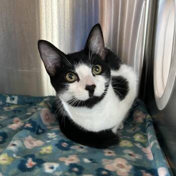 Domestic Short Hair Cats Available for Adoption in Knoxville, Tennessee - Knox | PetCurious