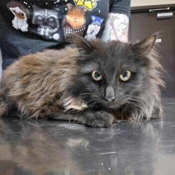 Domestic Long Hair Cats Available for Adoption in Springfield, Missouri - Cinder | PetCurious