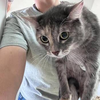 Luna 26-09-106 -  Domestic Short Hair Cat for Adoption in Bastrop, Texas - Luna 26-09-106 | PetCurious
