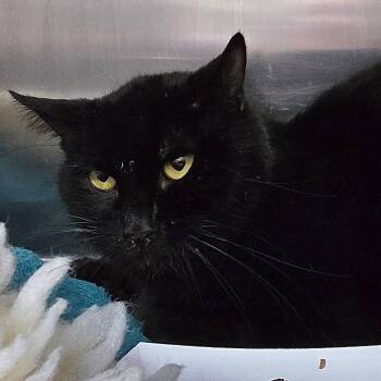 Domestic Short Hair Cats Available for Adoption - Paddington Bear | PetCurious