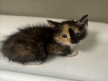 Domestic Medium Hair Cats Available for Adoption in Tracy, California - CAMPANILLA | PetCurious