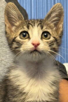 Rescue Domestic Short Hair and Tabby Cats for Adoption in Campbell, California - Catarina | PetCurious
