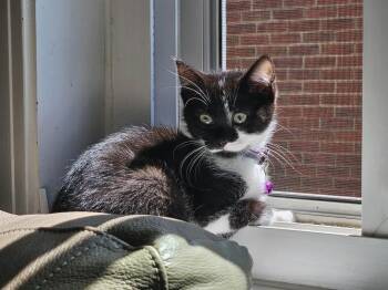 Kline -  Domestic Short Hair Cat for Adoption in West Mifflin, Pennsylvania - Kline | PetCurious