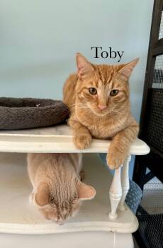 Toby -  Domestic Short Hair Cat for Adoption in Cincinnati, Ohio - Toby | PetCurious