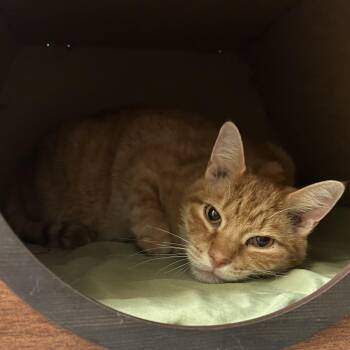 American Shorthair Cats Available for Adoption - Jasper- Shy Snuggle Lover | PetCurious